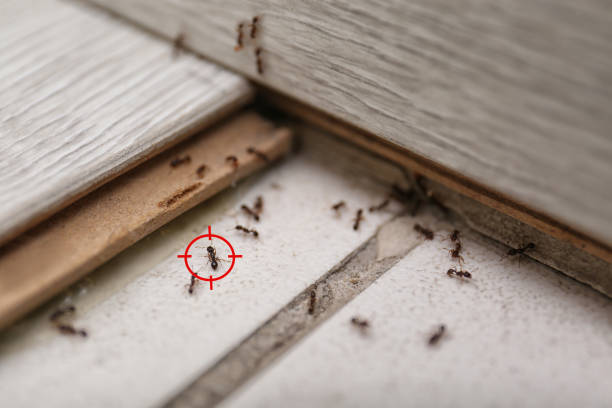 Best Residential Pest Control  in Holiday Shores, IL