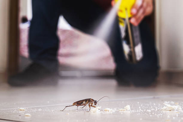 Best Local Pest Control Services  in Holiday Shores, IL